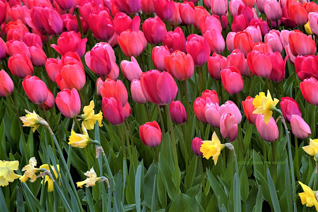 bright pink and red tulips in bloom in chicago