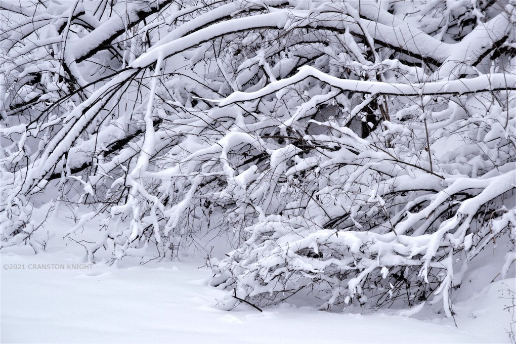 trees bent with snow