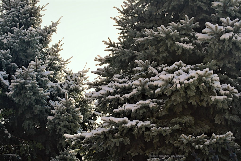 winter snow on pine trees in chicago