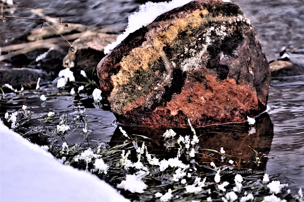 Tree-Pond-2-copyright-Cranston-Knight